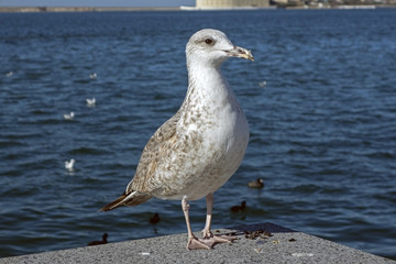 Marine gull