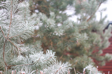background with snow-covered fir tree branches