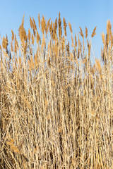 bulrush in nature