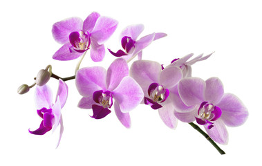 Fototapeta premium Pink streaked orchid flower, isolated