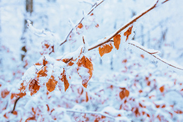 first snow on autumn leaves