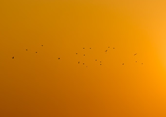a flock of birds at sunset