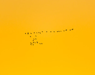 a flock of birds at sunset