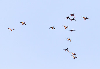 duck in flight against blue sky