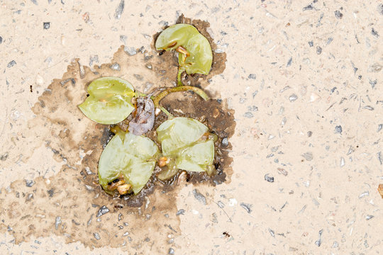 crushed grapes