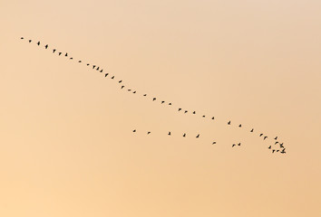 a flock of birds at sunset