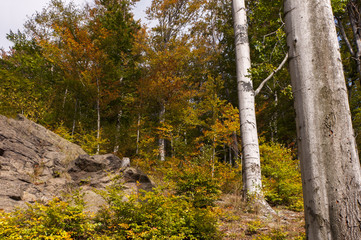 the mountain autumn landscape with colorful forest