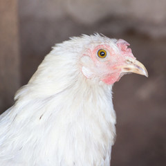 portrait of a chicken