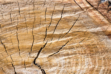 Fototapeta premium cut the tree crown