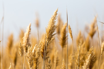 Fototapeta premium bulrush in nature