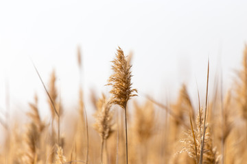 bulrush in nature © schankz