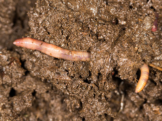 red worm manure