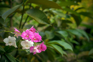 Nature background of thai pink and white flowers