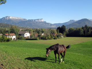 Brown horse in field in Savoy, France