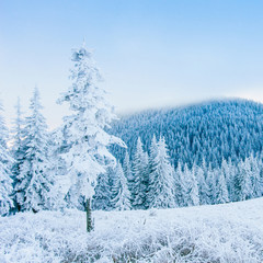 frost in winter mountains