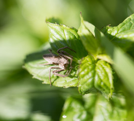 spider in nature