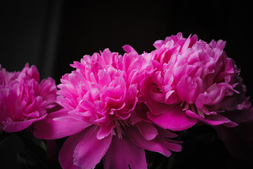 peonies