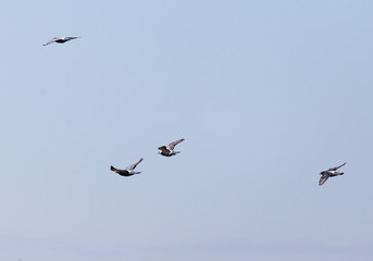 A flock of birds in the blue sky