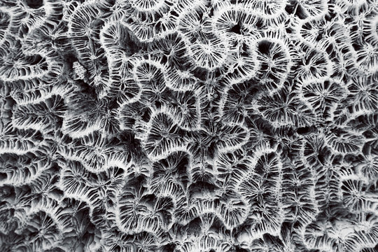 Abstract Texture Formed By The Detail Of A White Coral