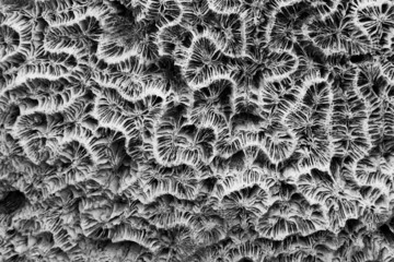 Abstract Texture formed by the detail of a white coral