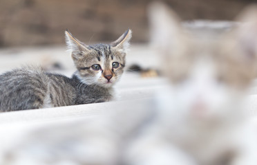 portrait of kitten