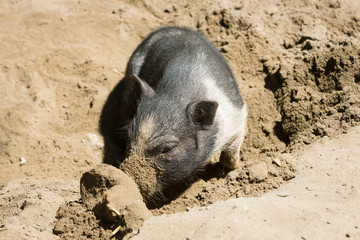 Fototapeta premium Pot-bellied pig