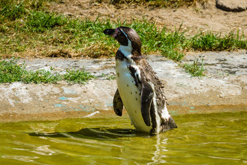 Magellanic penguin (Spheniscus magellanicus)