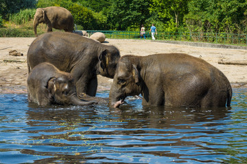Family of elephants in the water.
