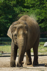 Fototapeta premium Elephant