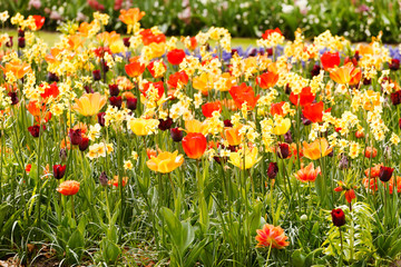 Fototapeta premium spring garden