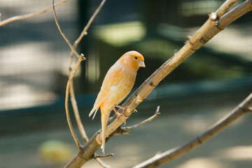 Domestic Canary (Serinus canaria)