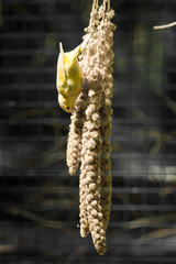 Domestic Canary (Serinus canaria)