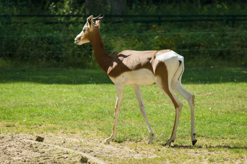 Dama gazelle (Nanger dama)