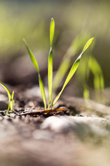 grass in nature