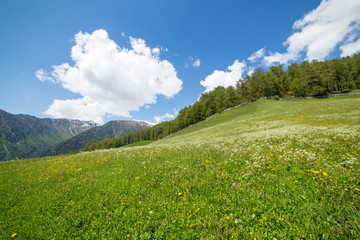 Fototapeta premium Grüne Wiese in den Bergen