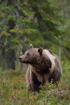 Brown bear with white-collar in the forest