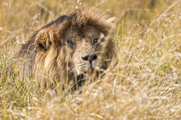 Fototapeta na wymiar East African Lion (Panthera leo nubica)