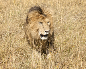 East African Lion (Panthera leo nubica)