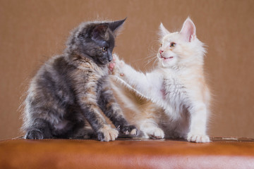 two kittens playing. Slap
