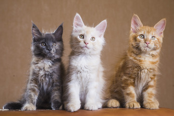 3 Cute Maine Coon kittens