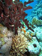 Schwamm im Korallengarten