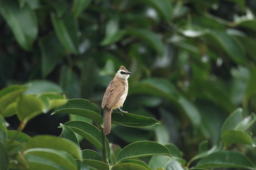 Yellow-vented Bulbul (Pycnonotus goiavier) in Thailand