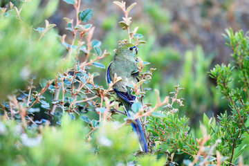 Fototapeta premium Blue-winged Parrot (Neophema chrysostoma) in south Australia