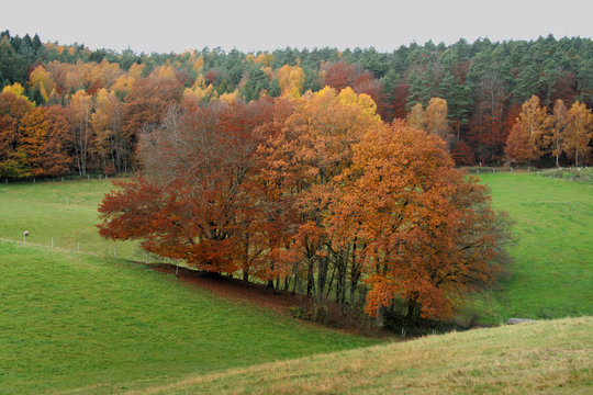 B&auml;ume im Herbst