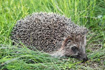 Hedgehog among green grass