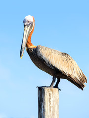 Brown Pelican on mexican Mujeres island