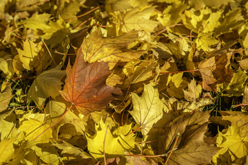 Obraz premium Fall Leaves