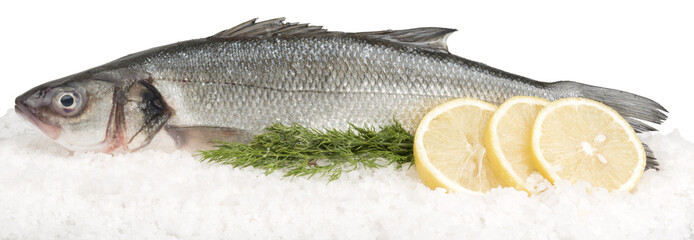 Sea wolf on ice isolated