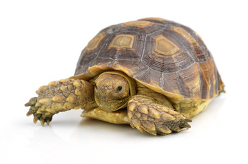 turtle isolated on white background