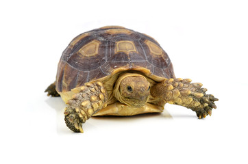 turtle isolated on white background